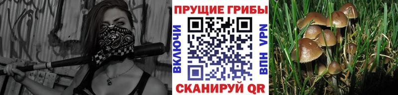 Купить  Котовск  Псилоцибиновые грибы мицелий 